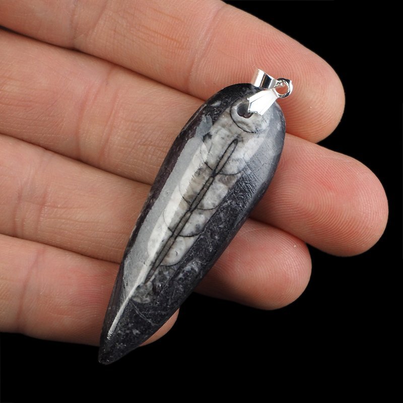 ORTHOCERAS - WISIOREK - 63 mm - DEWON - 390 MLN LAT
