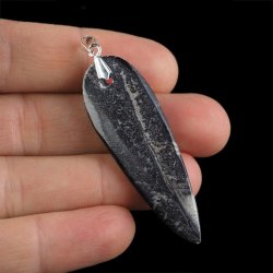 ORTHOCERAS - WISIOREK - 63 mm - DEWON - 390 MLN LAT