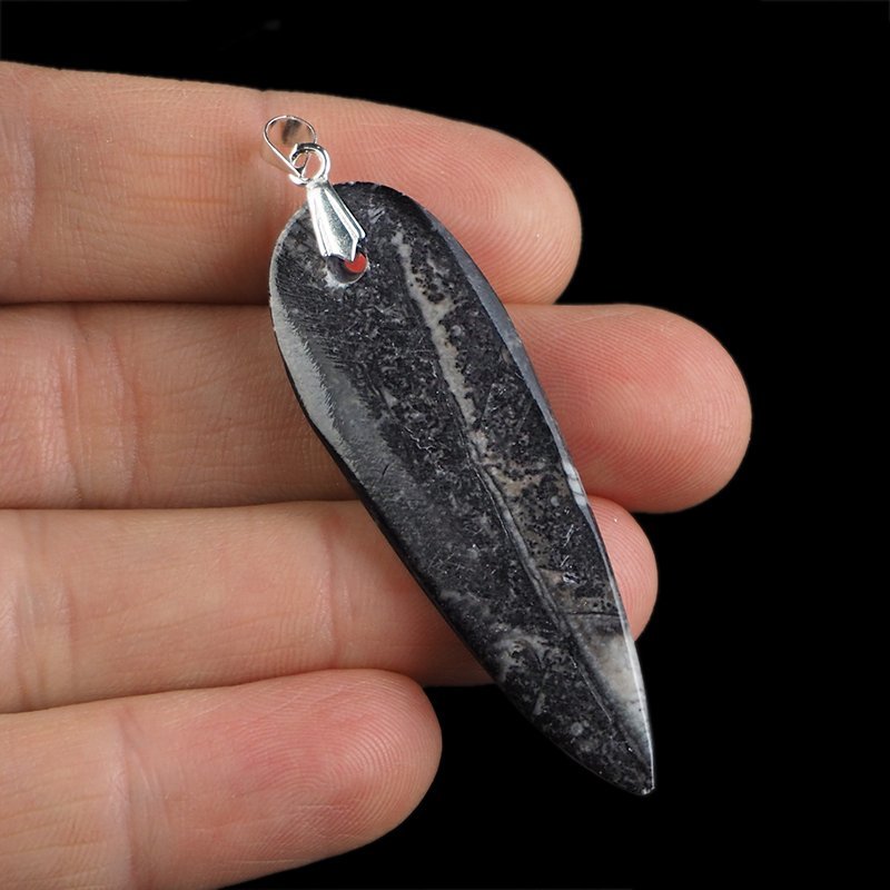 ORTHOCERAS - WISIOREK - 63 mm - DEWON - 390 MLN LAT
