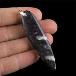 ORTHOCERAS - WISIOREK - 77 mm - DEWON - 390 MLN LAT