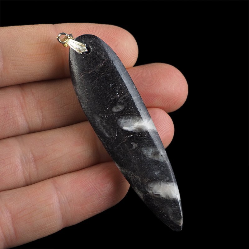 ORTHOCERAS - WISIOREK - 77 mm - DEWON - 390 MLN LAT