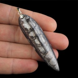 ORTHOCERAS - WISIOREK - 77 mm - DEWON - 390 MLN LAT