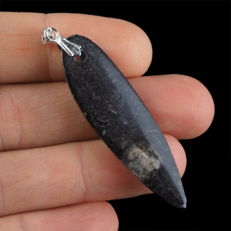 ORTHOCERAS - WISIOREK - 61 mm - DEWON - 390 MLN LAT