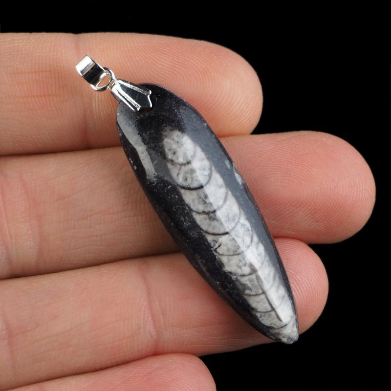 ORTHOCERAS - WISIOREK - 53 mm - DEWON - 390 MLN LAT
