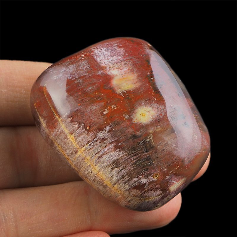 SKAMIENIAŁE DREWNO - OTOCZAK - 48 mm - MADAGASKAR