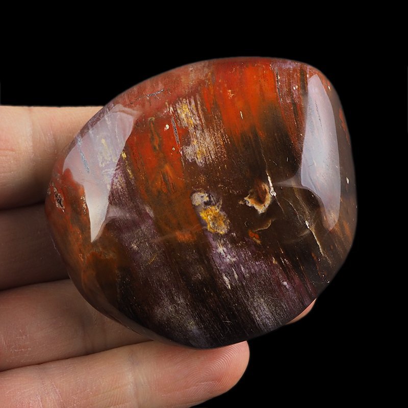 SKAMIENIAŁE DREWNO - OTOCZAK - 65 mm - MADAGASKAR