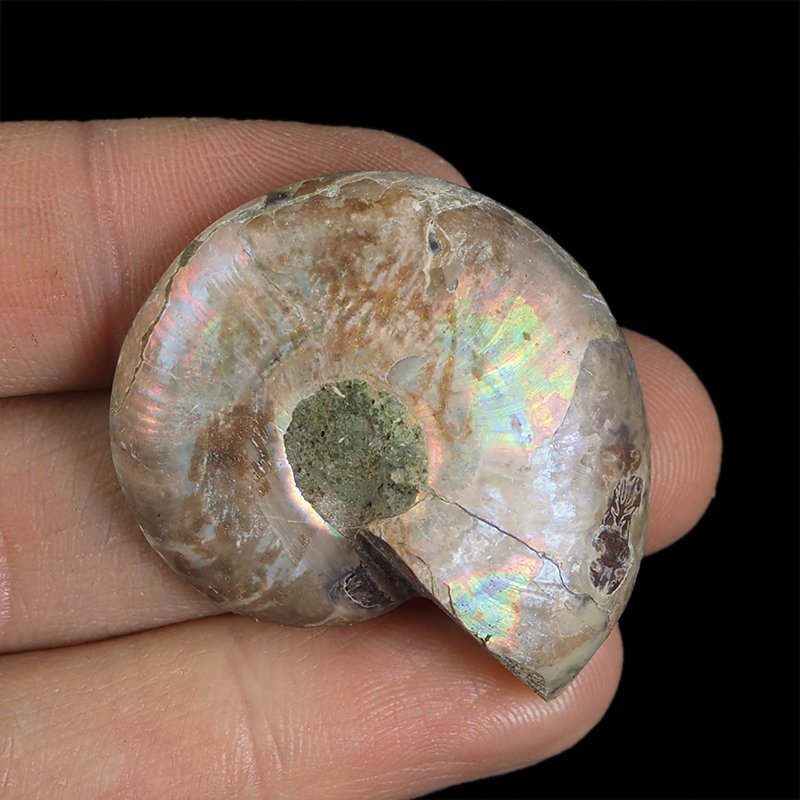 AMONIT - 39 mm - KREDA DOLNA - 110 mln lat - MADAGASKAR