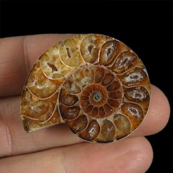 AMONIT - 39 mm - KREDA DOLNA - 110 mln lat - MADAGASKAR