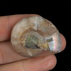 AMONIT - 37 mm - KREDA DOLNA - 110 mln lat - MADAGASKAR