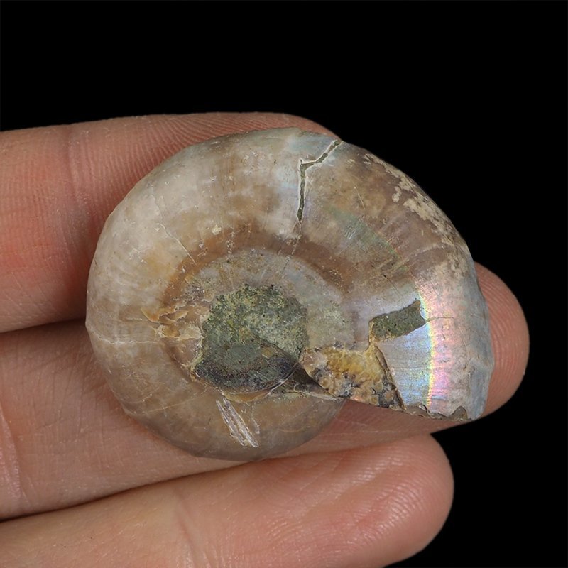 AMONIT - 37 mm - KREDA DOLNA - 110 mln lat - MADAGASKAR