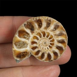 AMONIT - 37 mm - KREDA DOLNA - 110 mln lat - MADAGASKAR