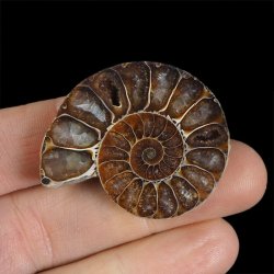 AMONIT - 40 mm - KREDA DOLNA - 110 mln lat - MADAGASKAR