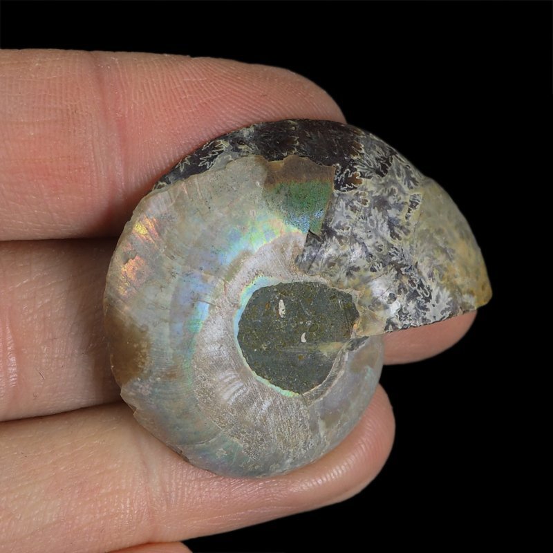 AMONIT - 40 mm - KREDA DOLNA - 110 mln lat - MADAGASKAR