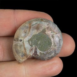 AMONIT - 35 mm - KREDA DOLNA - 110 mln lat - MADAGASKAR