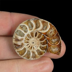 AMONIT - 35 mm - KREDA DOLNA - 110 mln lat - MADAGASKAR