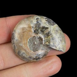 AMONIT - 38 mm - KREDA DOLNA - 110 mln lat - MADAGASKAR