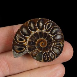 AMONIT - 38 mm - KREDA DOLNA - 110 mln lat - MADAGASKAR