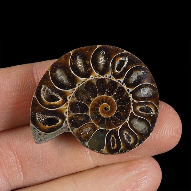 AMONIT - 38 mm - KREDA DOLNA - 110 mln lat - MADAGASKAR