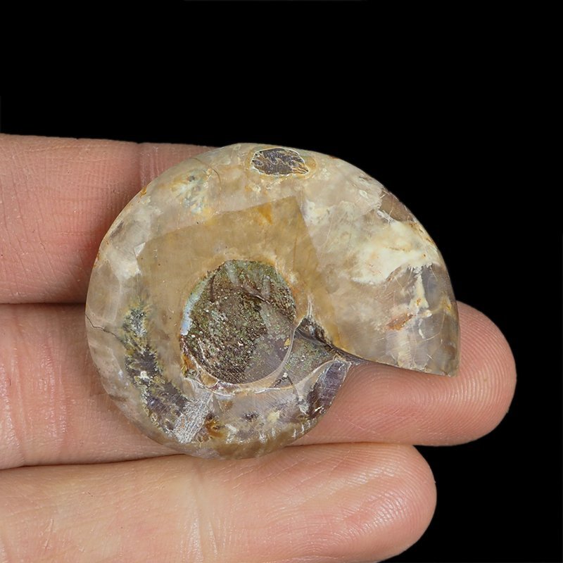AMONIT - 38 mm - KREDA DOLNA - 110 mln lat - MADAGASKAR