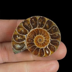 AMONIT - 38 mm - KREDA DOLNA - 110 mln lat - MADAGASKAR