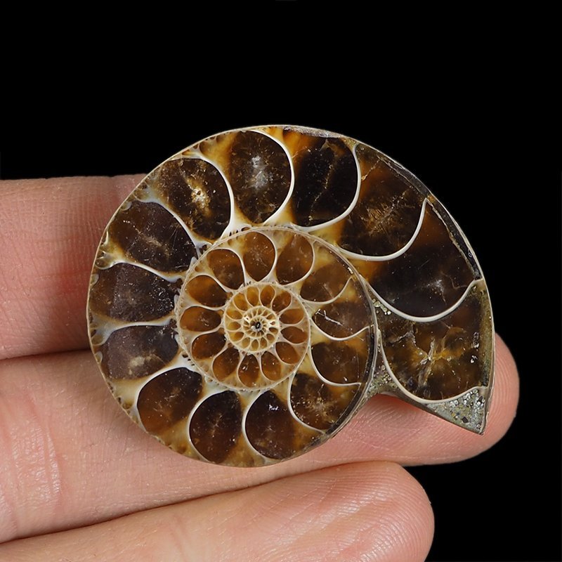 AMONIT - 42 mm - KREDA DOLNA - 110 mln lat - MADAGASKAR