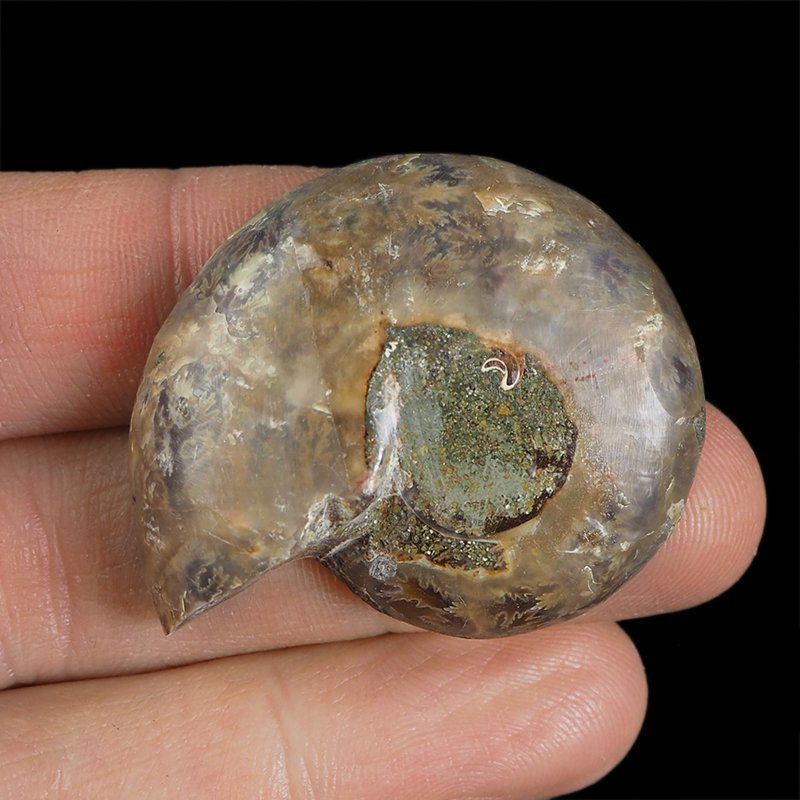 AMONIT - 42 mm - KREDA DOLNA - 110 mln lat - MADAGASKAR