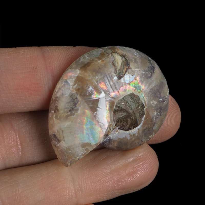 AMONIT - 39 mm - KREDA DOLNA - 110 mln lat - MADAGASKAR