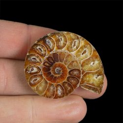 AMONIT - 39 mm - KREDA DOLNA - 110 mln lat - MADAGASKAR