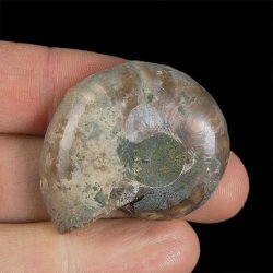AMONIT - 40 mm - KREDA DOLNA - 110 mln lat - MADAGASKAR
