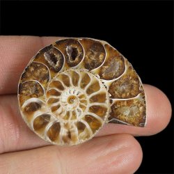 AMONIT - 40 mm - KREDA DOLNA - 110 mln lat - MADAGASKAR