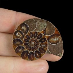 AMONIT - 37 mm - KREDA DOLNA - 110 mln lat - MADAGASKAR