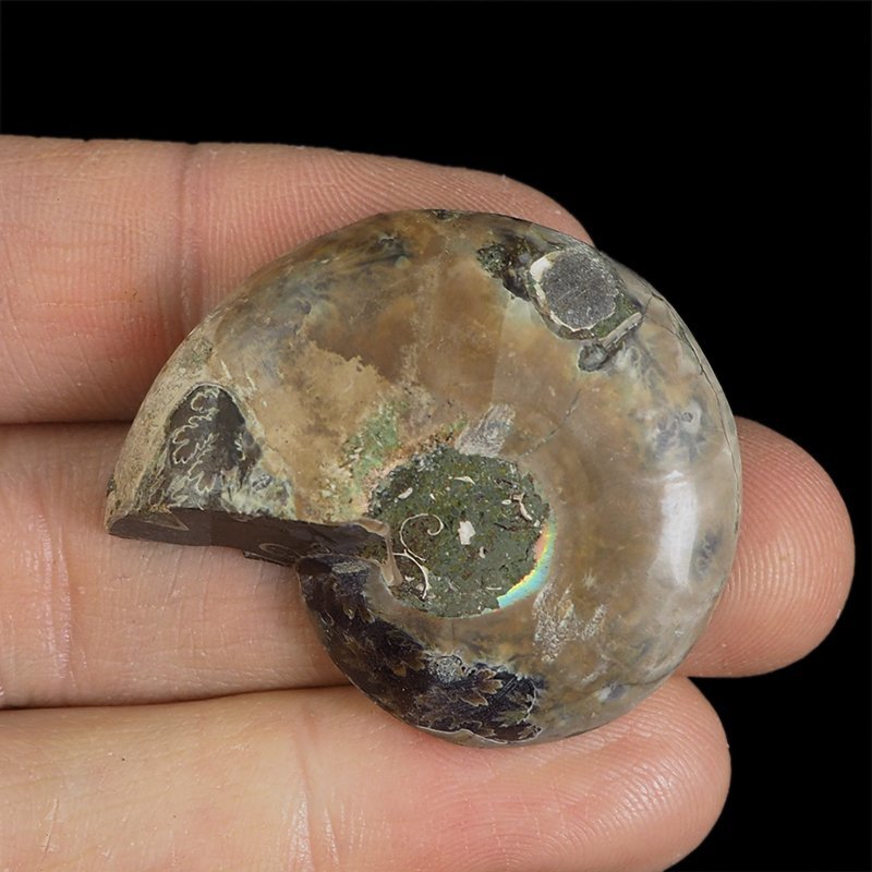 AMONIT - 37 mm - KREDA DOLNA - 110 mln lat - MADAGASKAR