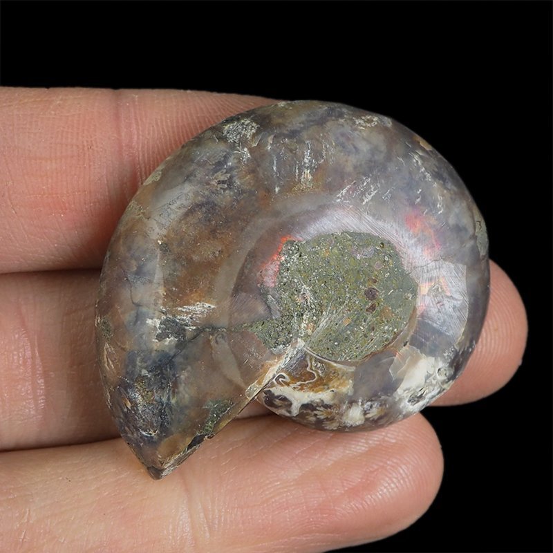 AMONIT - 40 mm - KREDA DOLNA - 110 mln lat - MADAGASKAR