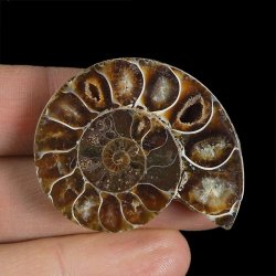 AMONIT - 40 mm - KREDA DOLNA - 110 mln lat - MADAGASKAR