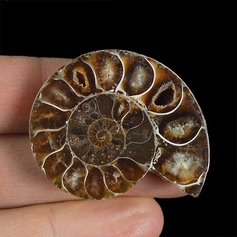AMONIT - 40 mm - KREDA DOLNA - 110 mln lat - MADAGASKAR