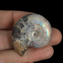 AMONIT - 39 mm - KREDA DOLNA - 110 mln lat - MADAGASKAR