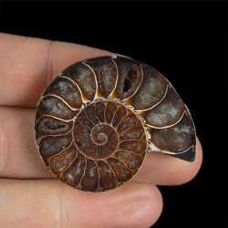 AMONIT - 39 mm - KREDA DOLNA - 110 mln lat - MADAGASKAR