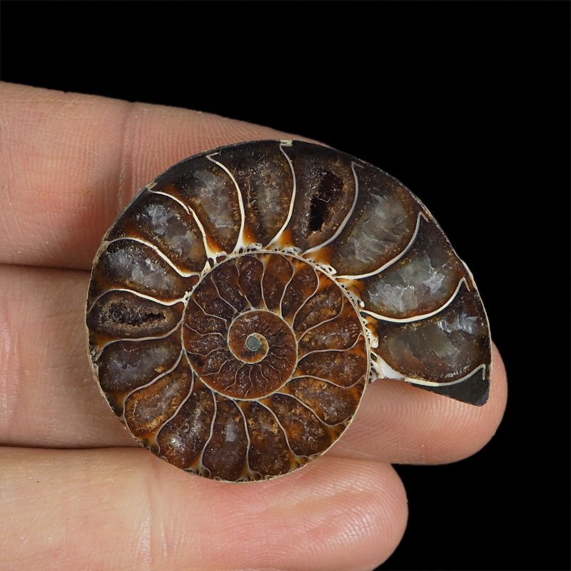 AMONIT - 39 mm - KREDA DOLNA - 110 mln lat - MADAGASKAR