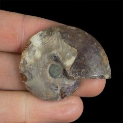 AMONIT - 40 mm - KREDA DOLNA - 110 mln lat - MADAGASKAR