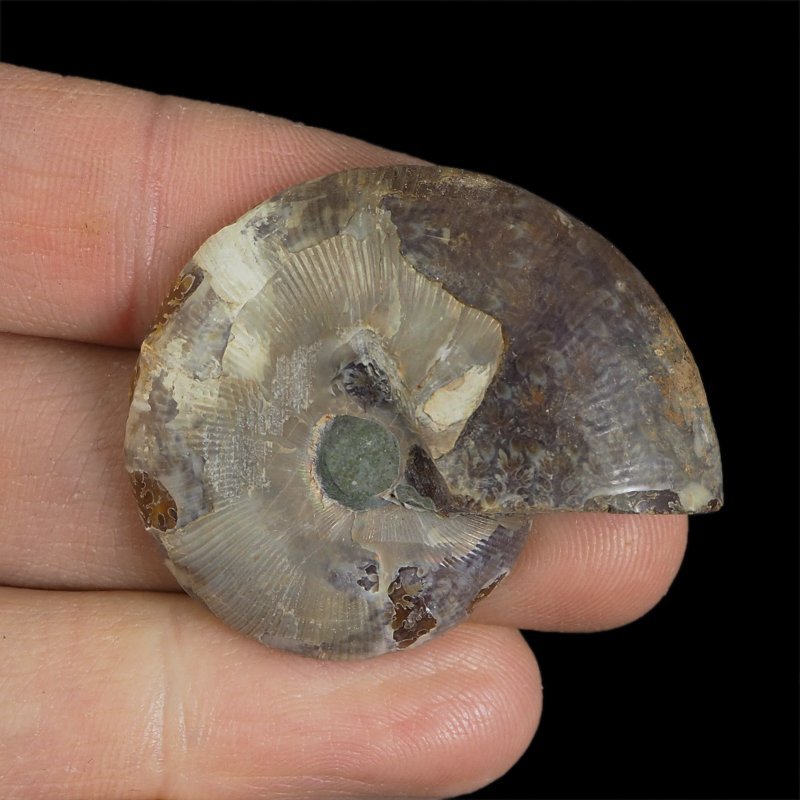 AMONIT - 40 mm - KREDA DOLNA - 110 mln lat - MADAGASKAR