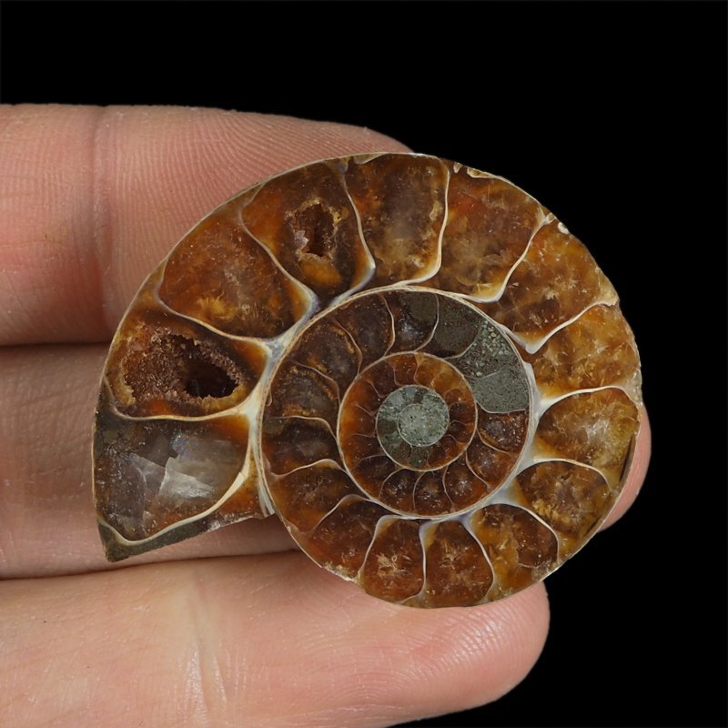 AMONIT - 40 mm - KREDA DOLNA - 110 mln lat - MADAGASKAR