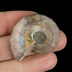 AMONIT - 37 mm - KREDA DOLNA - 110 mln lat - MADAGASKAR