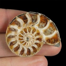 AMONIT - 37 mm - KREDA DOLNA - 110 mln lat - MADAGASKAR