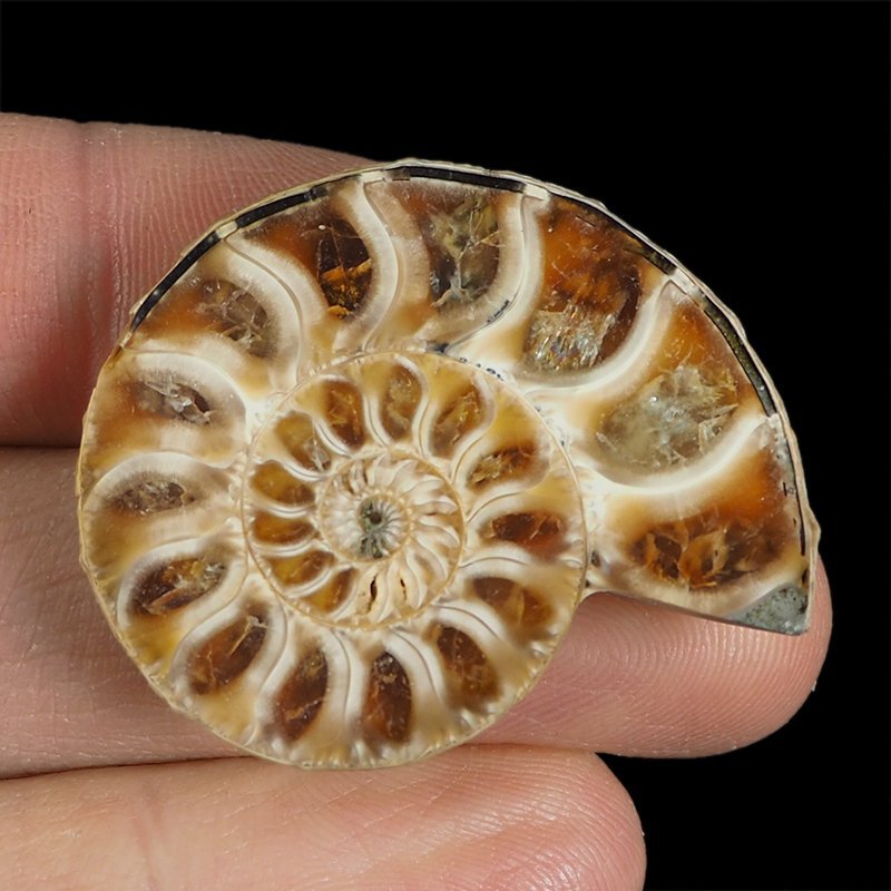 AMONIT - 37 mm - KREDA DOLNA - 110 mln lat - MADAGASKAR