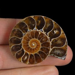 AMONIT - 39 mm - KREDA DOLNA - 110 mln lat - MADAGASKAR