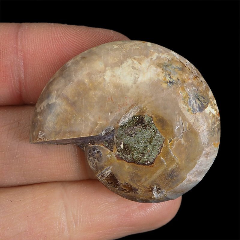 AMONIT - 39 mm - KREDA DOLNA - 110 mln lat - MADAGASKAR