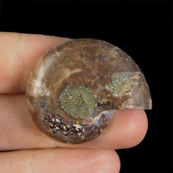 AMONIT - 36 mm - KREDA DOLNA - 110 mln lat - MADAGASKAR