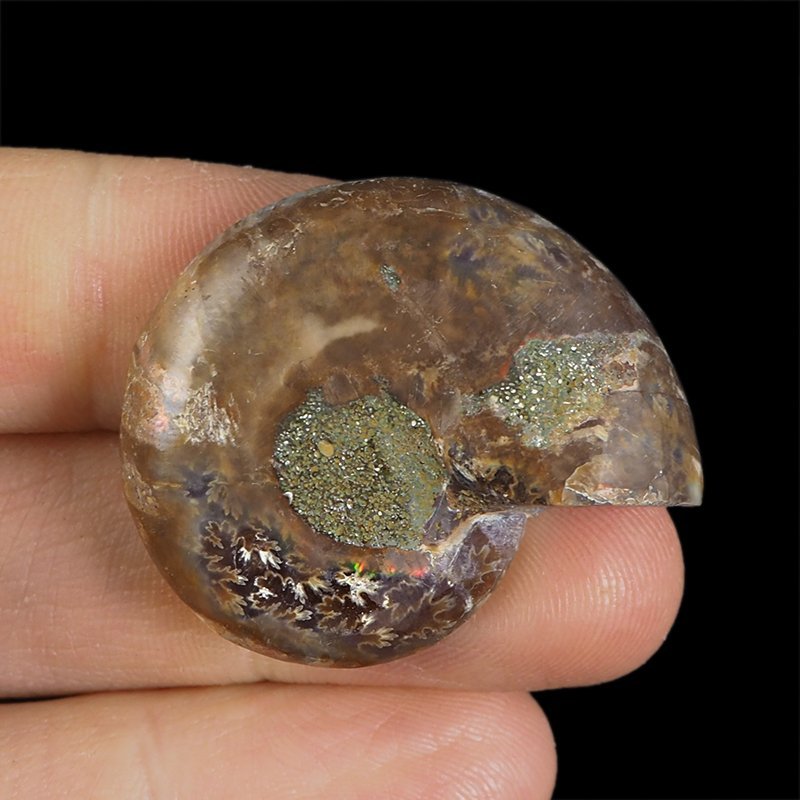 AMONIT - 36 mm - KREDA DOLNA - 110 mln lat - MADAGASKAR