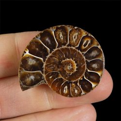 AMONIT - 36 mm - KREDA DOLNA - 110 mln lat - MADAGASKAR