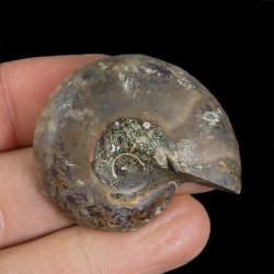 AMONIT - 41 mm - KREDA DOLNA - 110 mln lat - MADAGASKAR